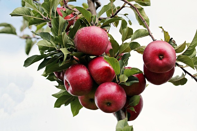 Apple Festival in Agia of Larissa