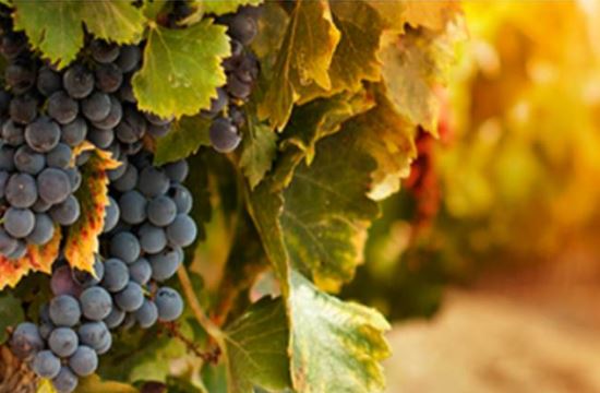 The vineyard as a cultural legacy at the 9th Viticulture Festival in Anemotia, Lesvos