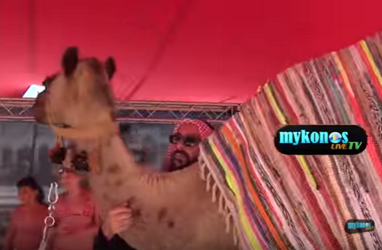 Camels in Greek island of Mykonos for Remos concert (video)