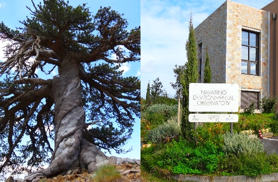 Navarino Environmental Observatory: Europe's oldest tree found in Greece