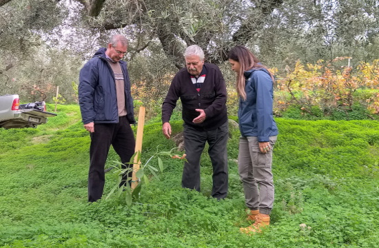 Olive-avocado intercropping and olive mill Inventions in Greece