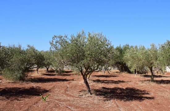 AFP feature: Greek farmers turning to smart methods growing and producing