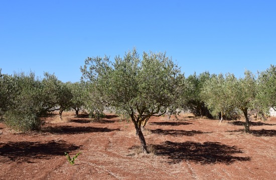 Report: World’s oldest living olive tree on Greek island of Crete (video)