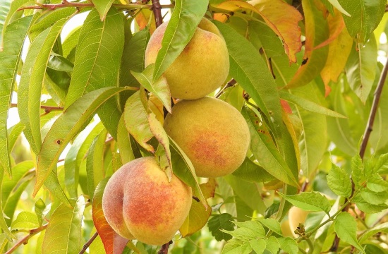Flowering peach trees in Greek city of Veria inspire photo contest