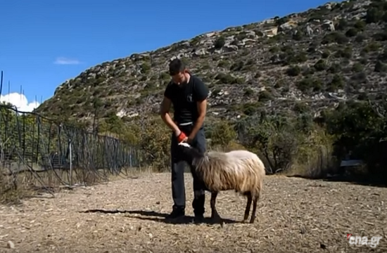 Meet the Cretan who trained his ram to act like a dog (video)
