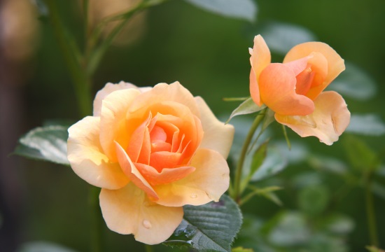 7th Piraeus Flower Show opens its doors to the public