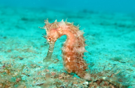 Greek diver campaigns to protect seahorse colony in Chalkidiki
