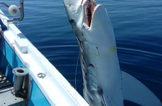Skopelos fishermen catch 7m shark weighing over 300 kilos