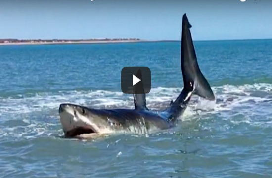 Great White Shark stuck in shallow waters of Mexico (video)