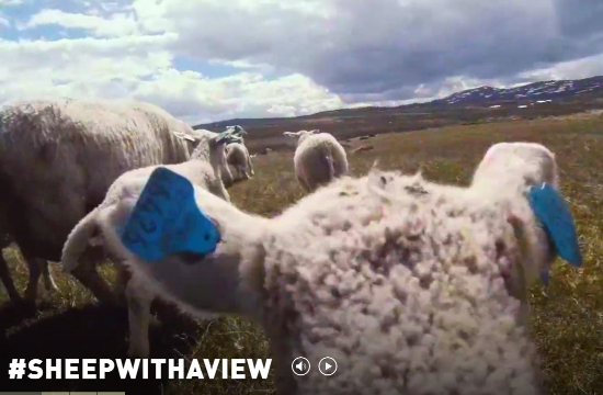 Tourist campaign: 5 sheep advertise Norway’s amazing scenery (videos)
