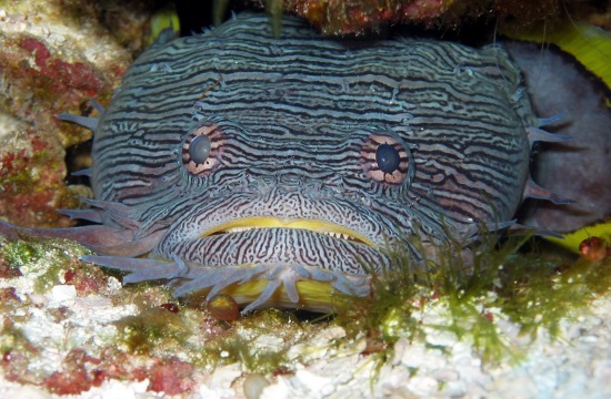 Cretan fishermen catch silver-cheeked toadfish with enough poison to kill 30