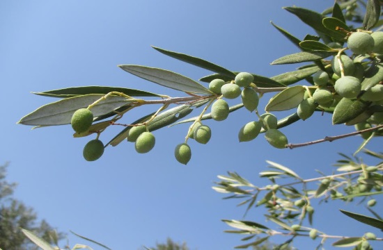 Gateway to Greek Olive Oil celebrates 2nd anniversary