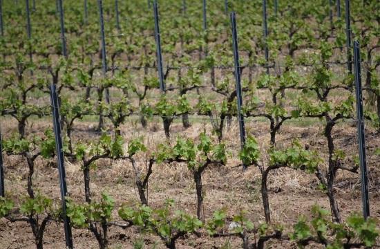 Start-ups try to revolutionize the French wine sector