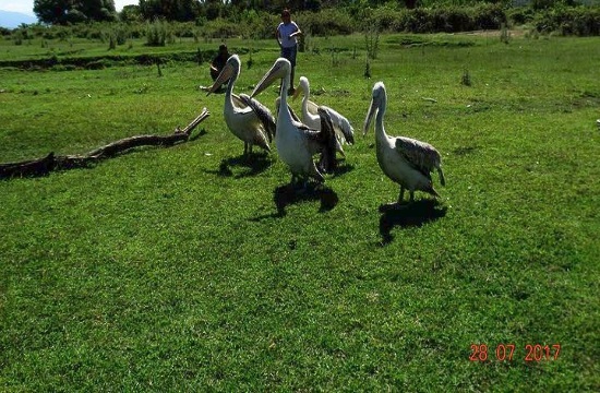 Four pelicans released into the wild after treatment on Aegina island