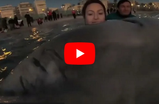 Trapped whale in shallow waters swam by itself to open sea in Greece (video)