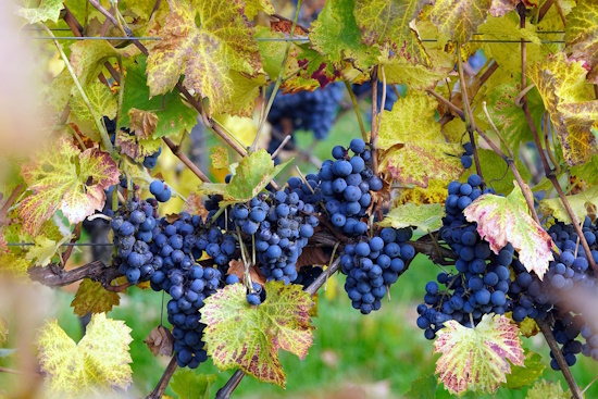European wine tourism: The new generation of travelers discovers the vineyards