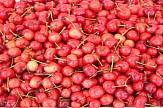 Greek exports of cherries and water melons rise strongly in January-July