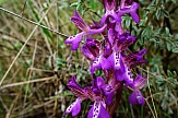 Scientists: Illegal trade placing Pindos mountain range wild orchids at risk