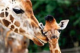 Attica Zoo Park: KIDS GO FREE in July offer