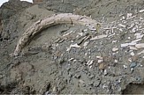 Massive prehistoric tusk discovered at Florina mine in Northern Greece