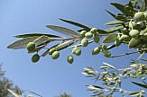 Turning to olive oil: From medicine, law, jewelry to olives
