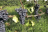 11 threatened Greek grapevine varieties to be saved