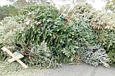 Northern Greek city of Thessaloniki to offer Christmas tree recycling program