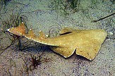 Environmental organization protects angel sharks in southern Aegean