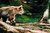 Brown bears wake up from hibernation in Arcturos shelter of Northern Greece
