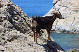 Media report: Greece has the largest number of goats in Europe