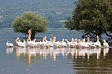 First visitors of Kerkini Lake started arriving from the north: Swans