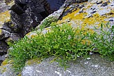 Sea fennel, a tasty delicacy on the Greek shores