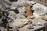 18-million-year old petrified trees discovered on Greek island of Lesvos