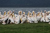 'Stranded' rosy pelicans flown by plane from Cyprus to Lake Kerkini in Greece
