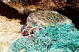 Two green sea turtles return to their natural habitat in Cyprus
