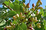 Media report:  Pistachios from Greek Island of Aegina are top in the world