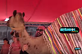 Camels in Greek island of Mykonos for Remos concert (video)