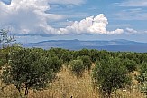 Olive harvest and olive oil creation persist despite Greek lockdown
