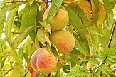 Greek producers lose half their peach crops to storm in Kozani