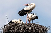 Greece's 'European Stork Village' marks return of migratory birds with festival