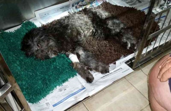 Οργή Κυπρίων για τη δολοφονία του Billy, του σκύλου, στο Anastasia Beach Hotel