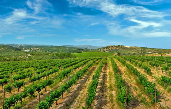 Ψηφιακή πλατφόρμα για το κρητικό κρασί από τον Δήμο Ηρακλείου