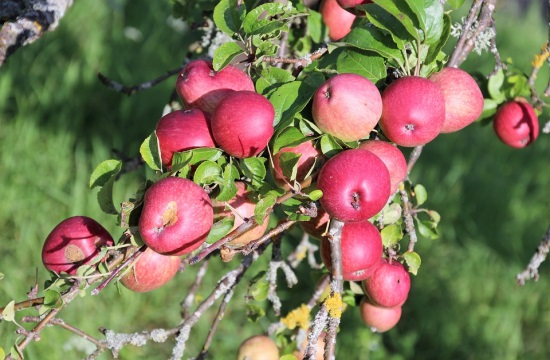 22η Γιορτή Μήλου στο Δήμο Αγιάς