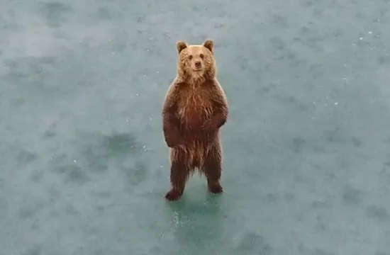 Η αρκούδα στην παγωμένη λίμνη Καστοριάς