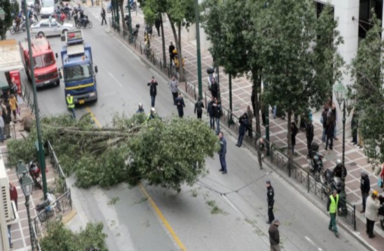 Προς Δήμο Αθηναίων: κλαδέψτε τα δέντρα, δεν μπορούν να περάσουν τα τουριστικά λεωφορεία