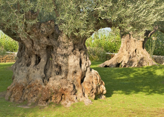Το Αρχαίο Δέντρο του ‘Εβρου αναδεικνύει τους διαχρονικούς ελαιώνες