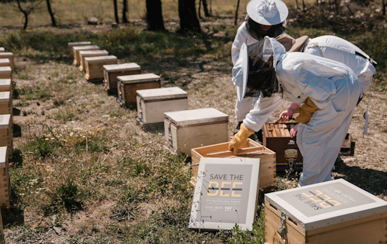 TÜV AUSTRIA Hellas - Sani/Ikos: Πρωτοβουλία αναδοχής μελισσιών για την ανασυγκρότηση της βιοποικιλότητας της Πάρνηθας