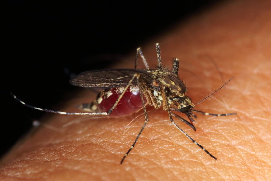Συναγερμός στο υπουργείο Υγείας για μολυσματικούς ιούς από κουνούπια