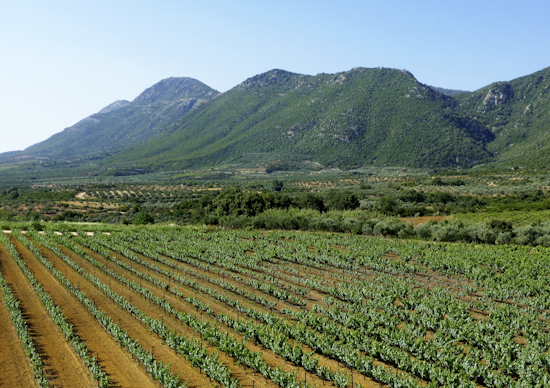 Ανάδειξη των ιστορικών αμπελώνων Navarino Vineyards | Συνεργασία ΤΕΜΕΣ - PREMIA Properties - "Ελληνικά Οινοποιεία"