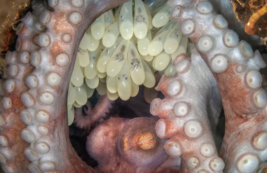 Η «μαμά χταπόδι» η καλύτερη υποβρύχια φωτογραφία του 2022
